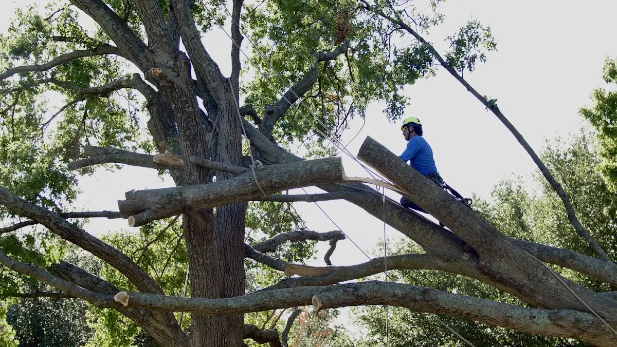 Professional Crown Thinning performed by certified arborists in Sunspot
