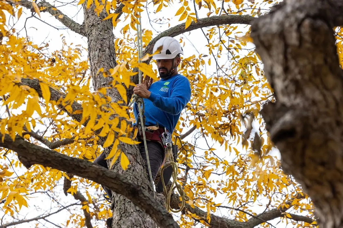 Skilled Tree Planing crew working in Sunspot